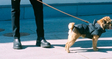 Arket выпустил попоны для собак из переработанных материалов