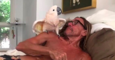 Попугай Игги Попа стал попечителем ветклиники в Австралии