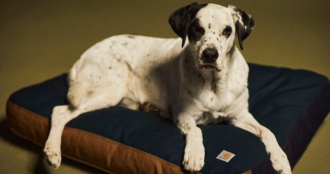 В новой лайфстайл-коллекции Carhartt WIP появилась лежанка для собак
