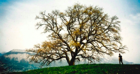 Фонд современного искусства Cartier запустил онлайн-версию выставки о деревьях