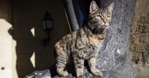На сайте Эрмитажа можно понаблюдать за жизнью музейных котов