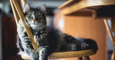Британские ветеринары советуют не выпускать кошек из дома во время пандемии COVID-19