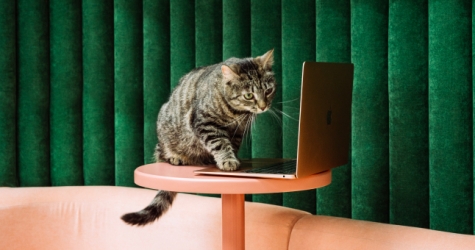 Центр помощи бездомным животным «Островок» и коворкинги «Практик» выпустили совместную съемку