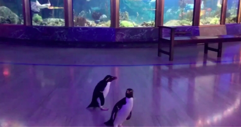 По закрытому на карантин океанариуму в Чикаго теперь свободно гуляют пингвины
