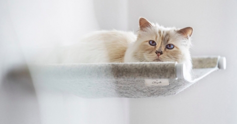 Кошка Карла Лагерфельда сделала коллаборацию с брендом мебели для домашних животных