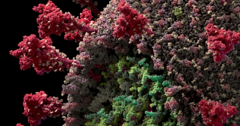 Студия Visual Science создала максимально детальную модель коронавируса