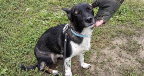 Потерявшаяся в аэропорту Домодедово собака найдена и ждет возвращения к хозяйке