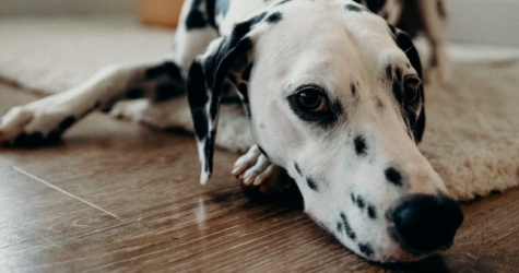 Ким Чен Ын назвал собак символом капиталистического разложения и запретил гражданам Северной Кореи их заводить