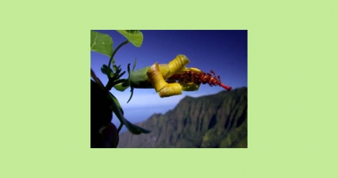 Учёные с помощью дрона обнаружили цветок, считавшийся вымершим