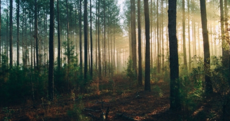 Владелец IKEA выкупил несколько тысяч гектаров леса в США, чтобы защитить его от вырубки