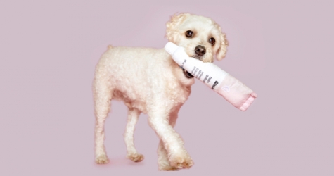 Glossier выпустил игрушки для собак в виде бьюти-средств