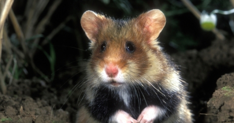 Международный союз охраны природы признал хомяков вымирающим видом