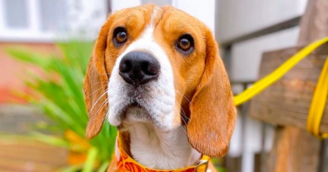 Хозяйка бигля установила камеру в его переноску — оказалось, что в аэропорту Сочи над ним издевались