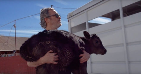 Хоакин Феникс спас корову и ее теленка со скотобойни