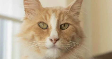 Новозеландцем года может стать рыжий кот Миттенс
