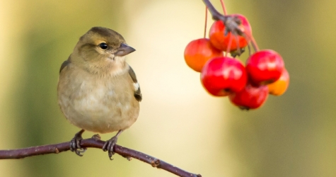 Парк Горького запускает проект по защите птиц «Крылатые соседи»
