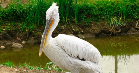 В Дагестане зафиксирована массовая гибель пеликанов из Красной книги