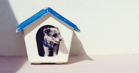 Москвичам предложат взять животных из приютов с доставкой на дом