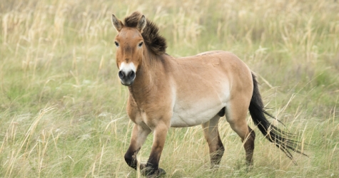 Минприроды отнесло лошадь Пржевальского к вероятно исчезнувшим животным