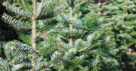 До 20 февраля в Москве можно сдать новогоднюю елку на переработку