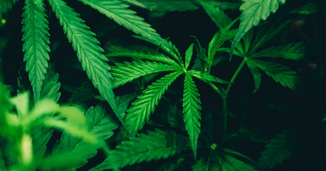 Легализацию медицинской марихуаны на Украине поддержали 70% участников всеобщего опроса