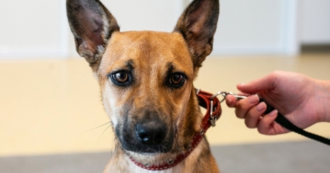 В это воскресенье в центре Artplay можно будет взять собак и кошек из приютов