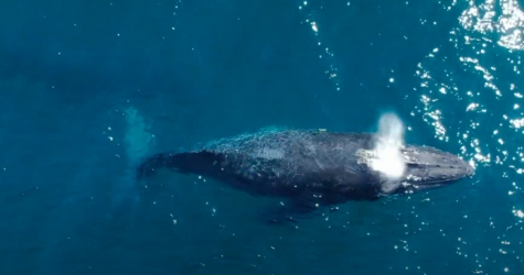 У западного побережья Мексики, возможно, был замечен новый вид китов