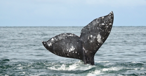 В Тихом океане от голода погибают серые киты