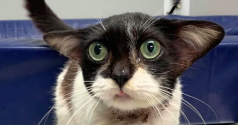 В США нашли кошку, которая похожа на малыша Йоду