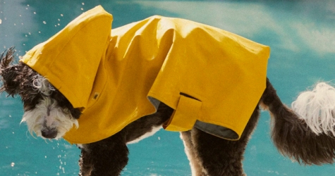 Zara выпустил коллекцию одежды и аксессуаров для собак