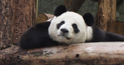 Московский зоопарк сокращает время работы ради комфорта животных