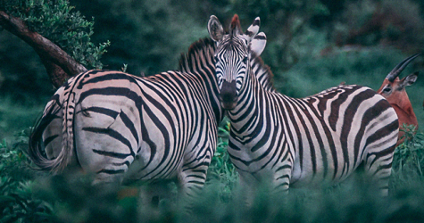 Kering разработала новые правила обращения с животными в индустрии моды