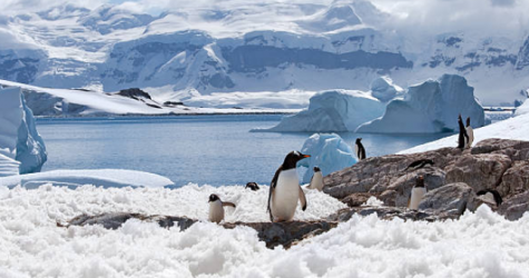 До конца столетия может погибнуть 97% животных на территории Антарктиды