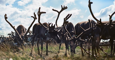 Удивить всех: в тундру на выходные