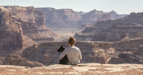 «Аэрофлот» ужесточил правила перевозки животных. Теперь один пассажир может взять с собой только одного питомца