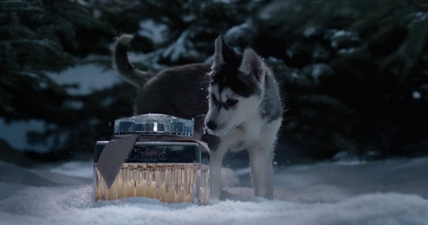 Маленькие хаски в заснеженном лесу: Chloé выпустил праздничное видео