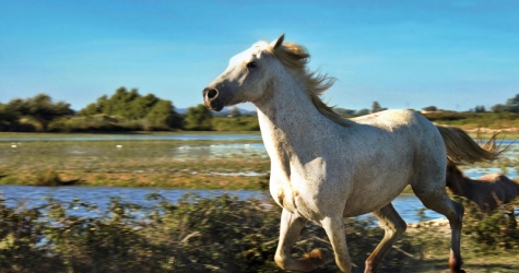 Жизнь в духе Камарга