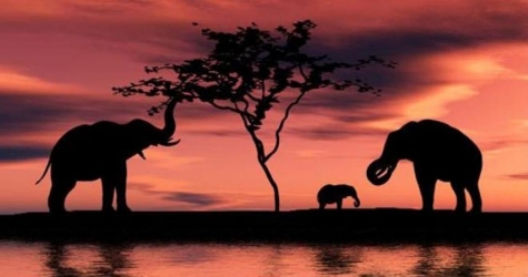 Роскошные путешествия: пересекая Африку на частном самолете