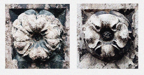 Мерзлые водоросли