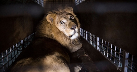 Номинант на «Оскар» выступил против цирков с животными