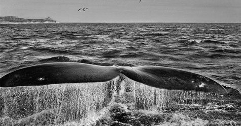 Старт дан: чего ждать от Фотобиеннале-2016 в Мультимедиа Арт Музее