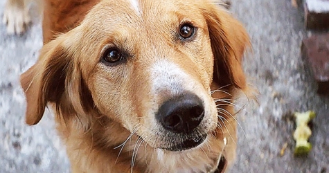 Режиссер «Хатико» снял новый фильм о верном псе