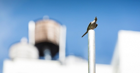 Трейси Эмин украшает Сидней скульптурами птиц