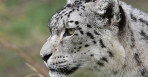 Фонд «Notivory» и Заповедник «Саяно-Шушенский» разработали комплекс природоохранных мероприятий