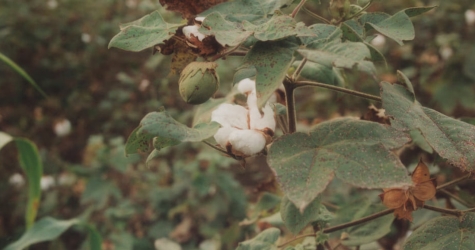 Mango и Materra представили коллекцию из регенеративного хлопка