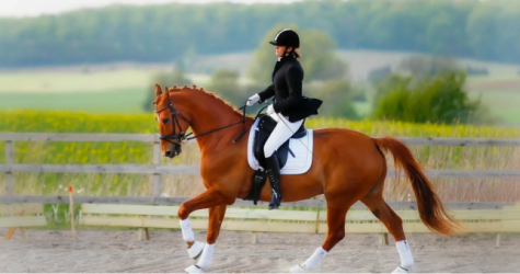 H&M запустил бренд одежды для конного спорта
