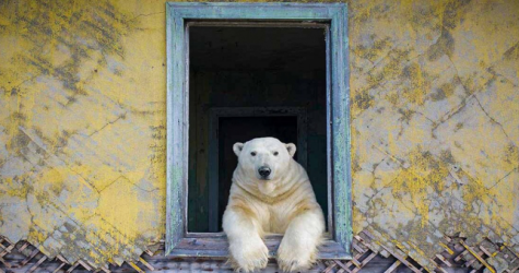 Российский фотограф Дмитрий Кох выиграл конкурс Wildlife Photographer of the Year