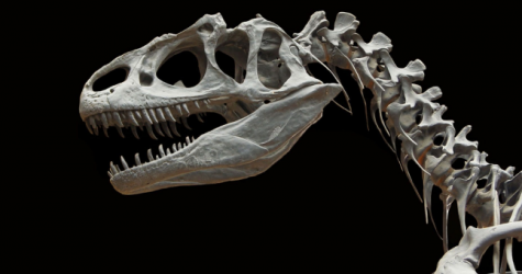 В Португалии нашли крупнейший в Европе скелет динозавра