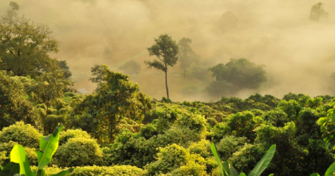 Леонардо Ди Каприо помог остановить вырубку африканского леса