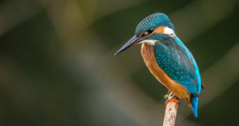 В Австралии альбом с пением птиц обошел в чарте группу ABBA и Мэрайю Кэри